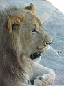 Alex_DZoo_II (10)